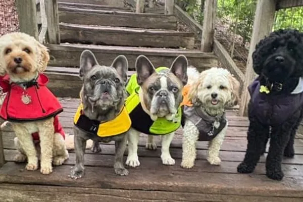 Eglinton Dog Walker