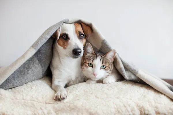 March Road Veterinary Hospital