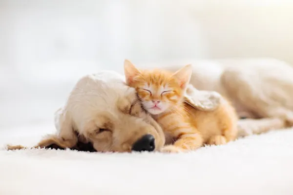Britannia Heights Veterinary Clinic