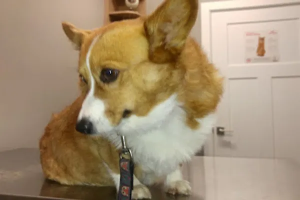 Mississippi Mills Animal Hospital