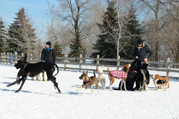 Happy Dogs, Waggin' Tails - Etobicoke Dog Walker