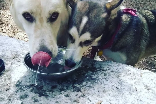 Woof, Waggle and Walk