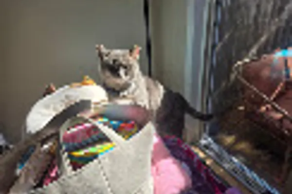 Priority Pet Boarding Service Inc.
