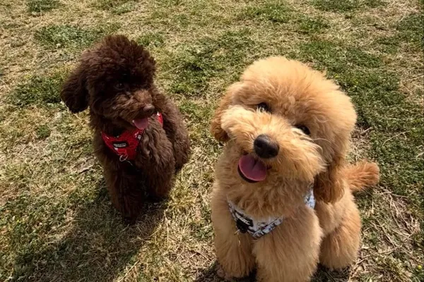 Spring pet sitting