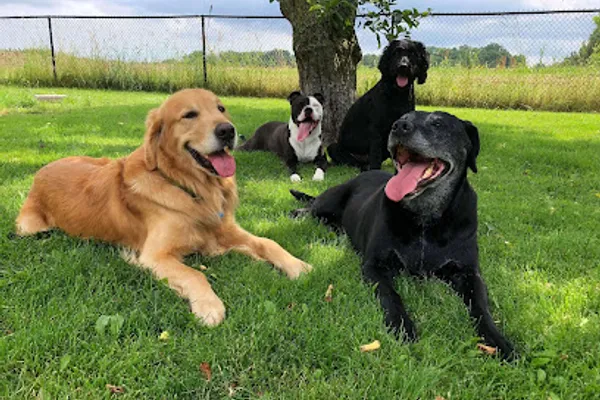 Pet Haven