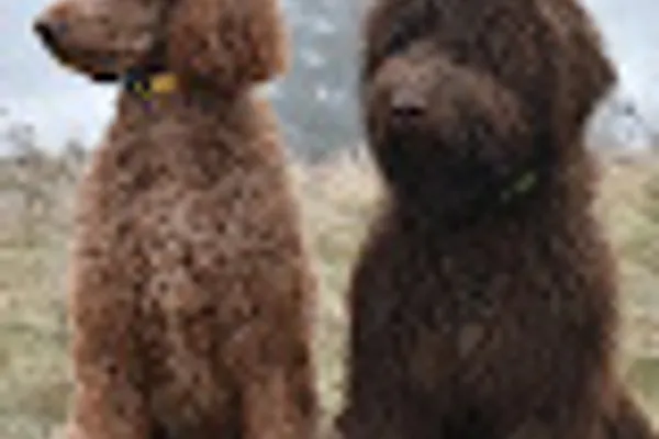 Country Pet Resort