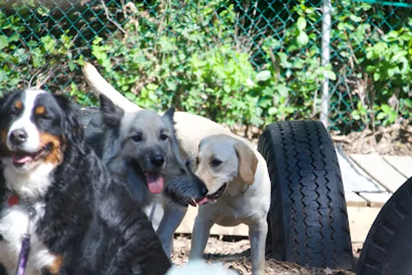 Total Dog Care Home Based Daycare for Dogs