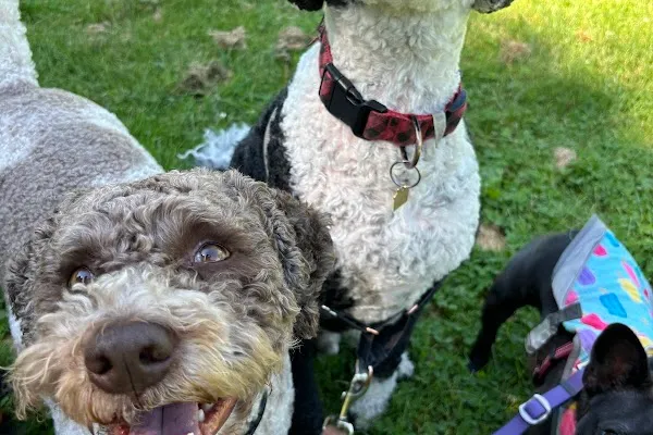 Walk Time - Toronto Dog Walking and Pet Sitting Company