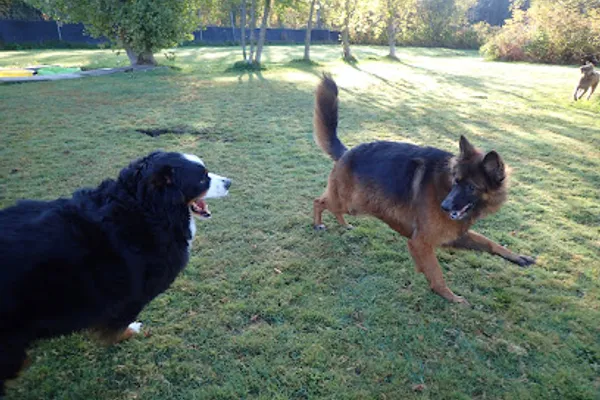 Barking Lot Kennels