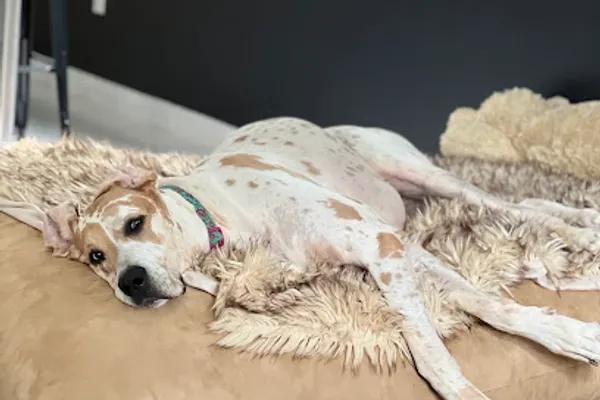 Le Loft Canin de l'Outaouais