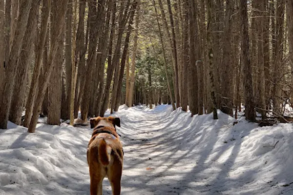 Barkwood Forest by Boogity Dog Walking