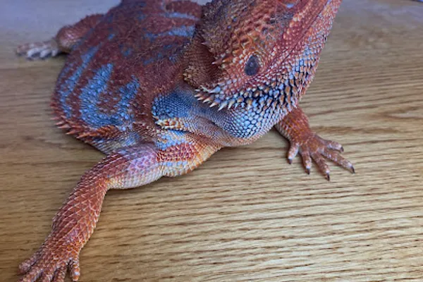 Viola’s Beardies Boarding