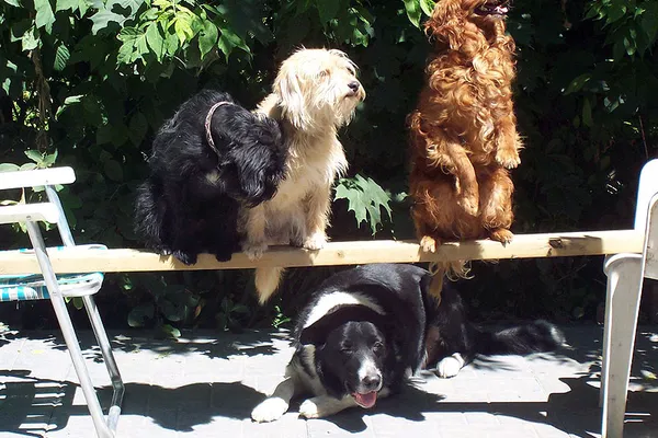 Mellow Vibes Dog Training