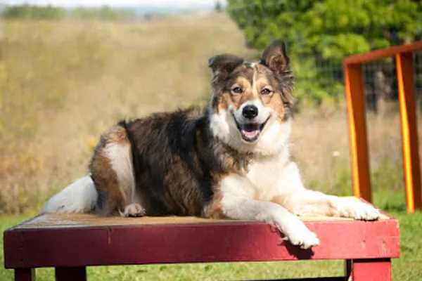 Carolark The Canine Learning Centre