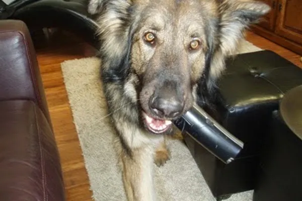 A Pawsitive Difference Dog Training School Ottawa