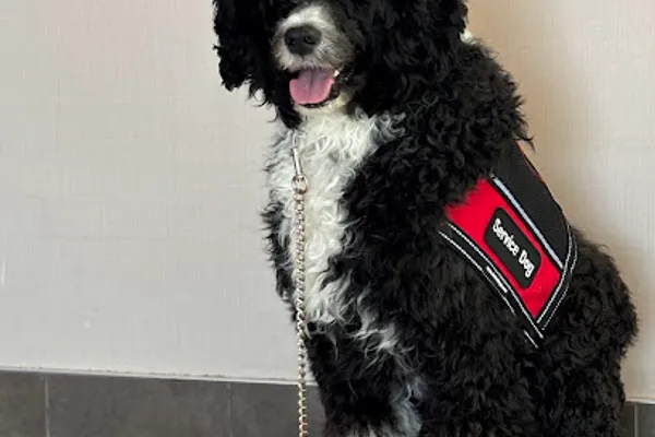 Ability Dogs Canada