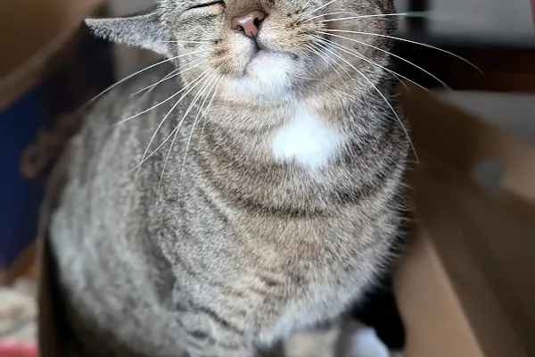 Kitty Cat Sitter