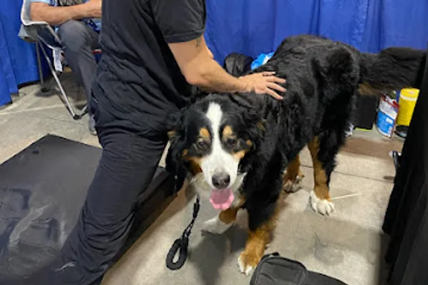 The Paw Spa Ottawa - Gatineau | Canine Massage - Training - Waste Removal - Walking - Pet Sitting