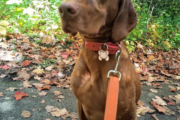 Shaggyman Dog Walking, Training & Adventures