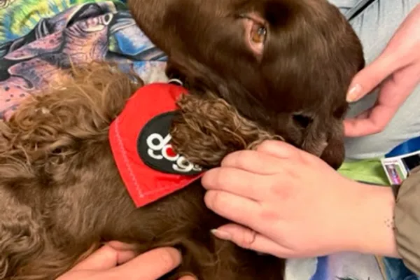 Ottawa Therapy Dogs Inc.