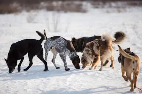 Coyote Canine Dog Training