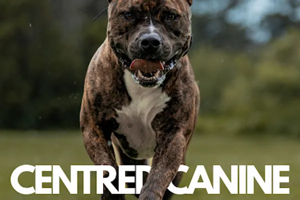 Centred Canine