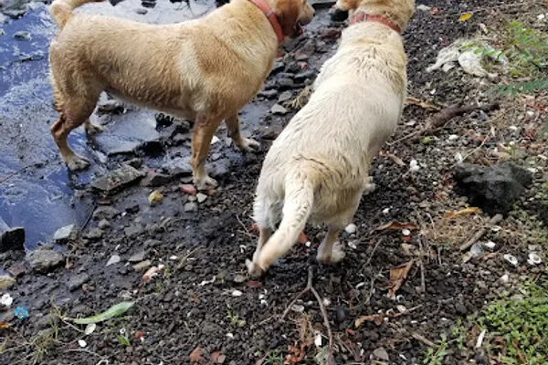 Dragonluck Kennels