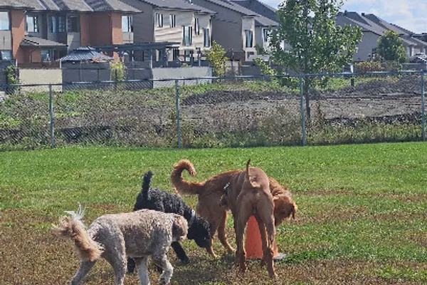 Paw Parade Dog Walking