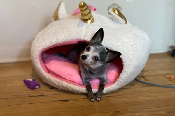 Nellie’s Neighbourhood Pet Sitting