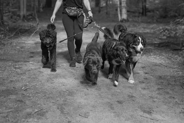 Bark Voyage