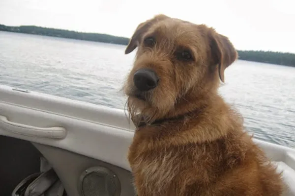 Rich Dog Walking & Sitting Embrun Casselman