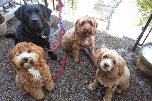 Annex Pooch Patrol