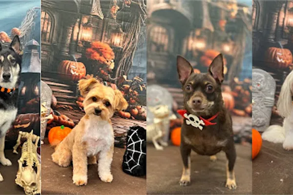 Puppy Charm Dog Grooming