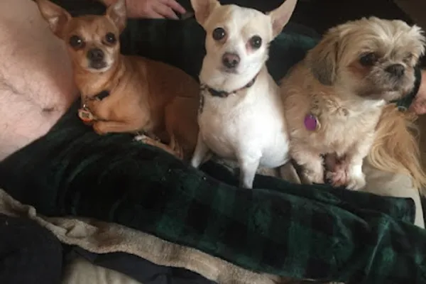 Loyal Companions Dog Grooming Inc