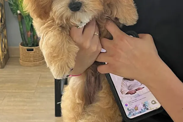Sud Puppy Dog Grooming Ltd