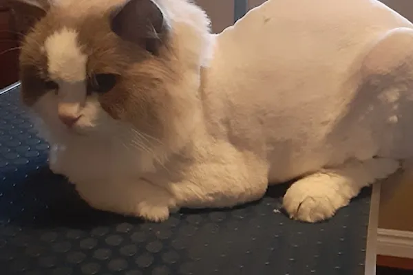 Shear Dimensions Pet styling