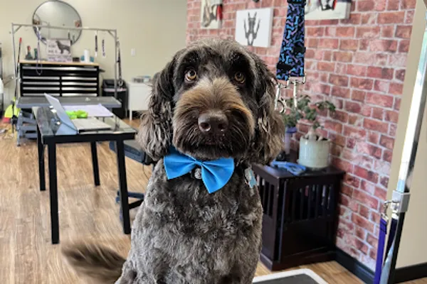 Bark and Bliss Boutique