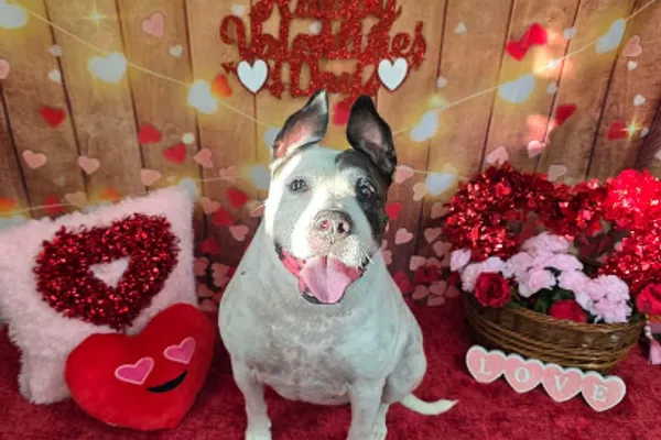Stellar Salon For Pets
