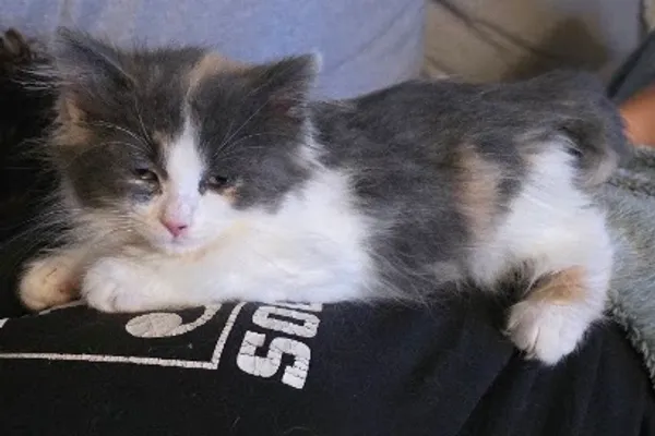 Windsor/Essex County Humane Society