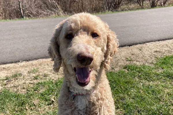 Crossroads Canine Academy & Daycamp