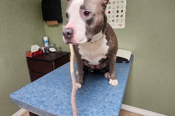 Lesperance Animal Hospital
