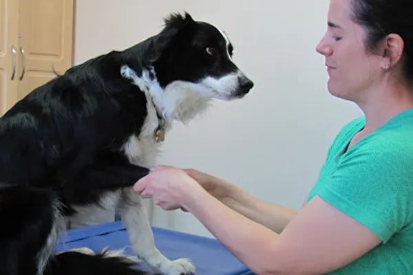 Dr. Ginette, Certified Animal Chiropractor