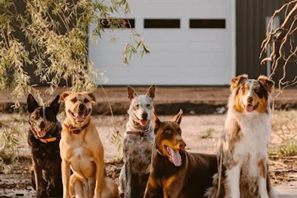 Pack'd Inn K9 Services | Dog Trainer Windsor, Dog Day Care, and Boarding