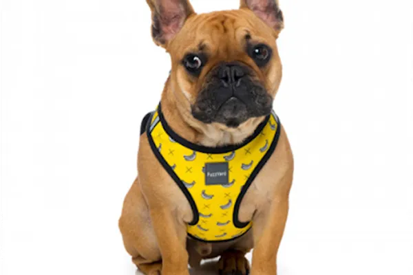 Charlie A Dog & Cat Boutique