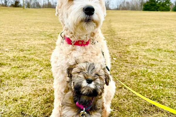Rock and Rollover K9 Training Club
