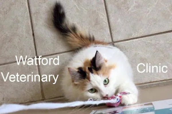Watford Veterinary Clinic