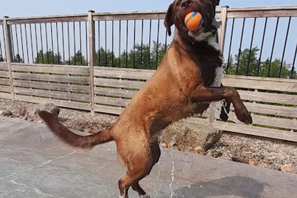 Confederation Kennels