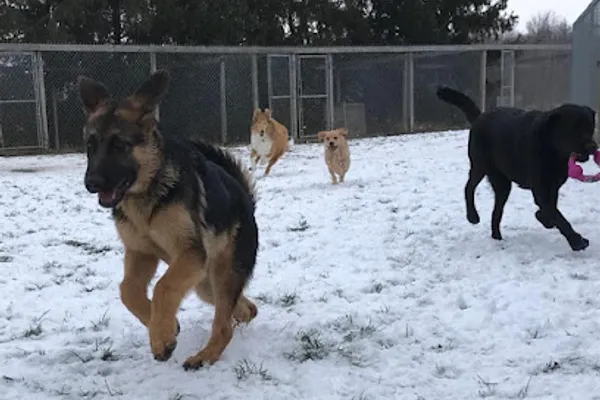 Animal Care Centre-Lobo