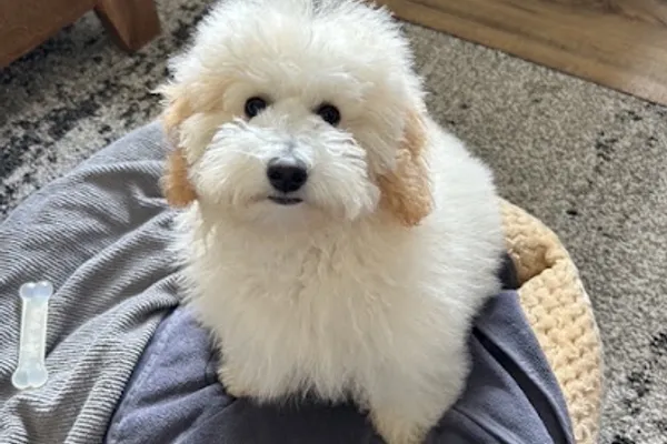 Diane’s Dog Sitting - Thedford ON
