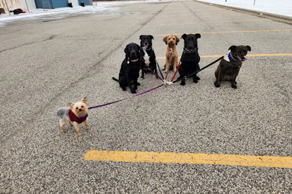 The Bat Pack